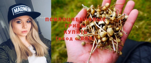 индика Аркадак